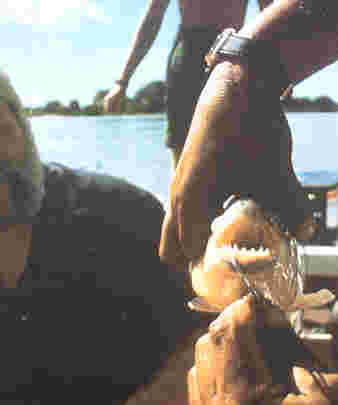 Piranha, similiar in size to the one I caught -- picture from a 1996/1997 Latour tour book.