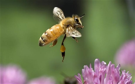 Source: http://www.telegraph.co.uk/finance/comment/ambroseevans_pritchard/8306970/Einstein-was-right-honey-bee-collapse-threatens-global-food-security.html
