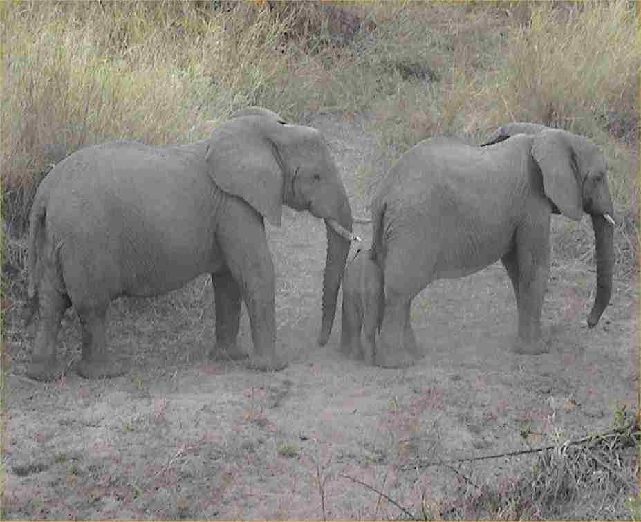 Elephant encounter.