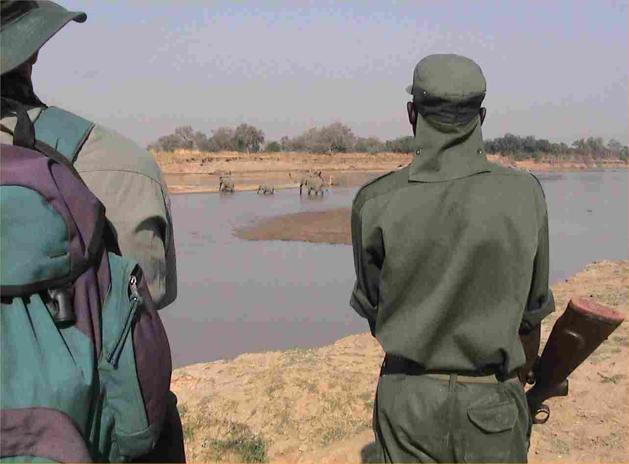 We watch as the three elephants slowly cross the river.