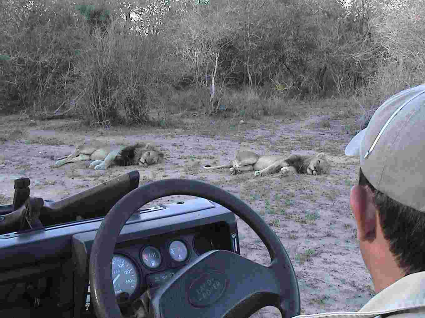 Lazy lions rest just a few feet from our vehicle.