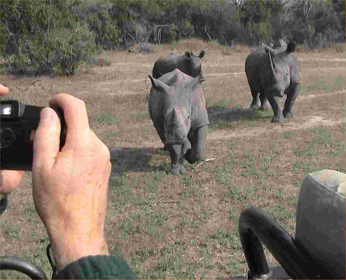 Rhinos come a running to pose for JJ.
