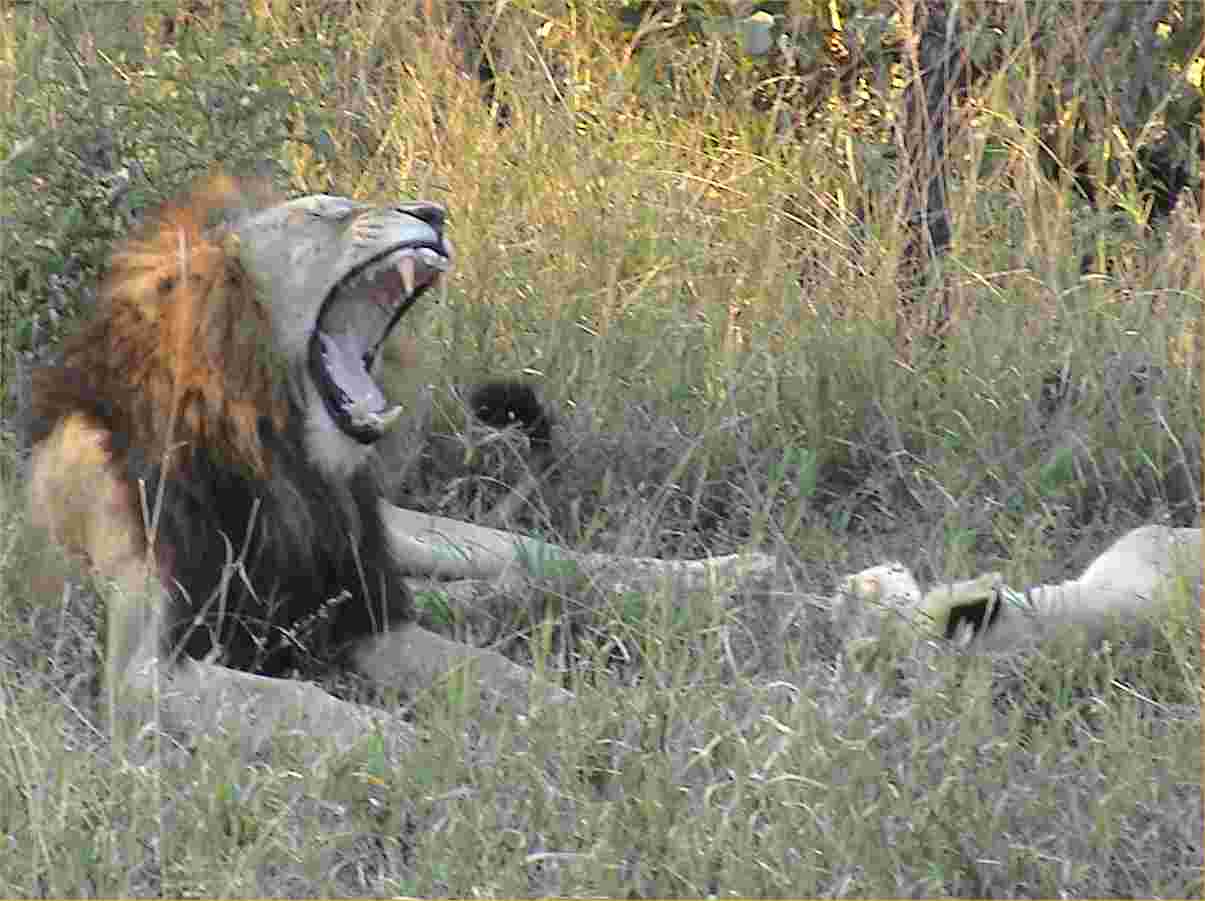 The male yawns as the female relaxes after a 'get-together'.