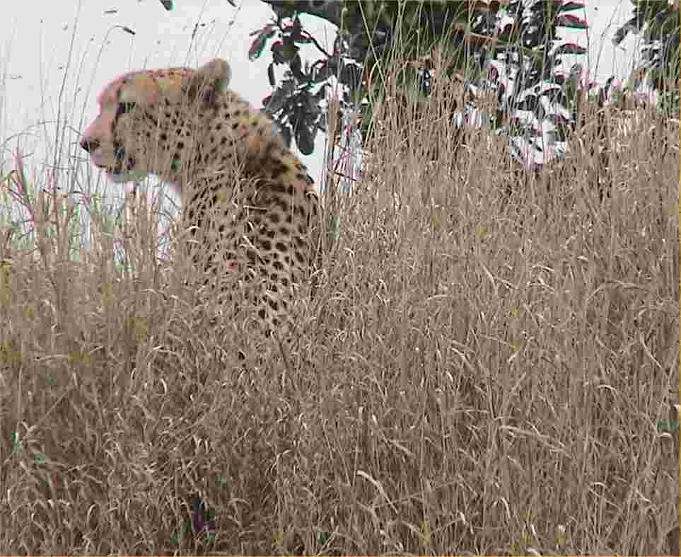 A cheetah looks for breakfast.