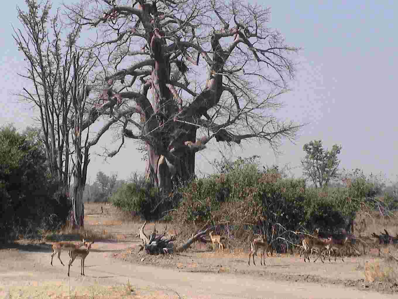 The baobab tree is fascinating.