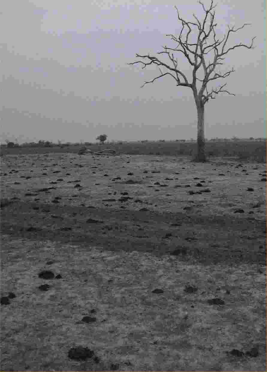 This late-afternoon picture shows animal poop all over the place, testifying to the abundance of wildlife in northern South Luangwa.