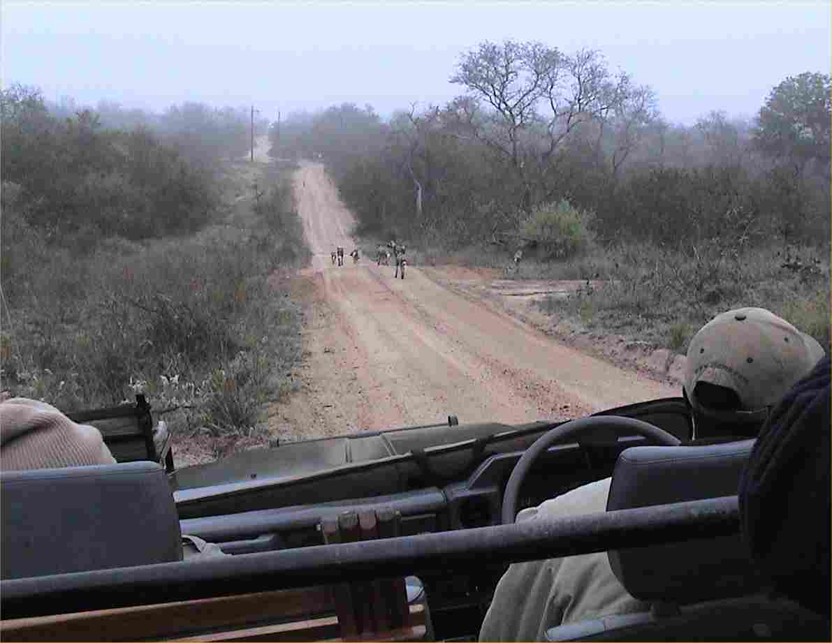 Wild dogs scamper along the road ahead of us.