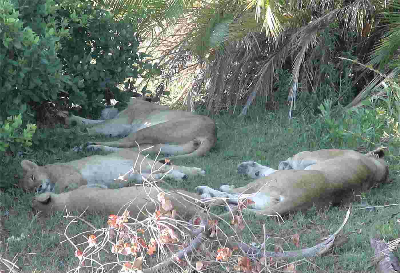 These lions apparently don't mind our being so close. They hardly stirred when we drove up. Photo by FG.