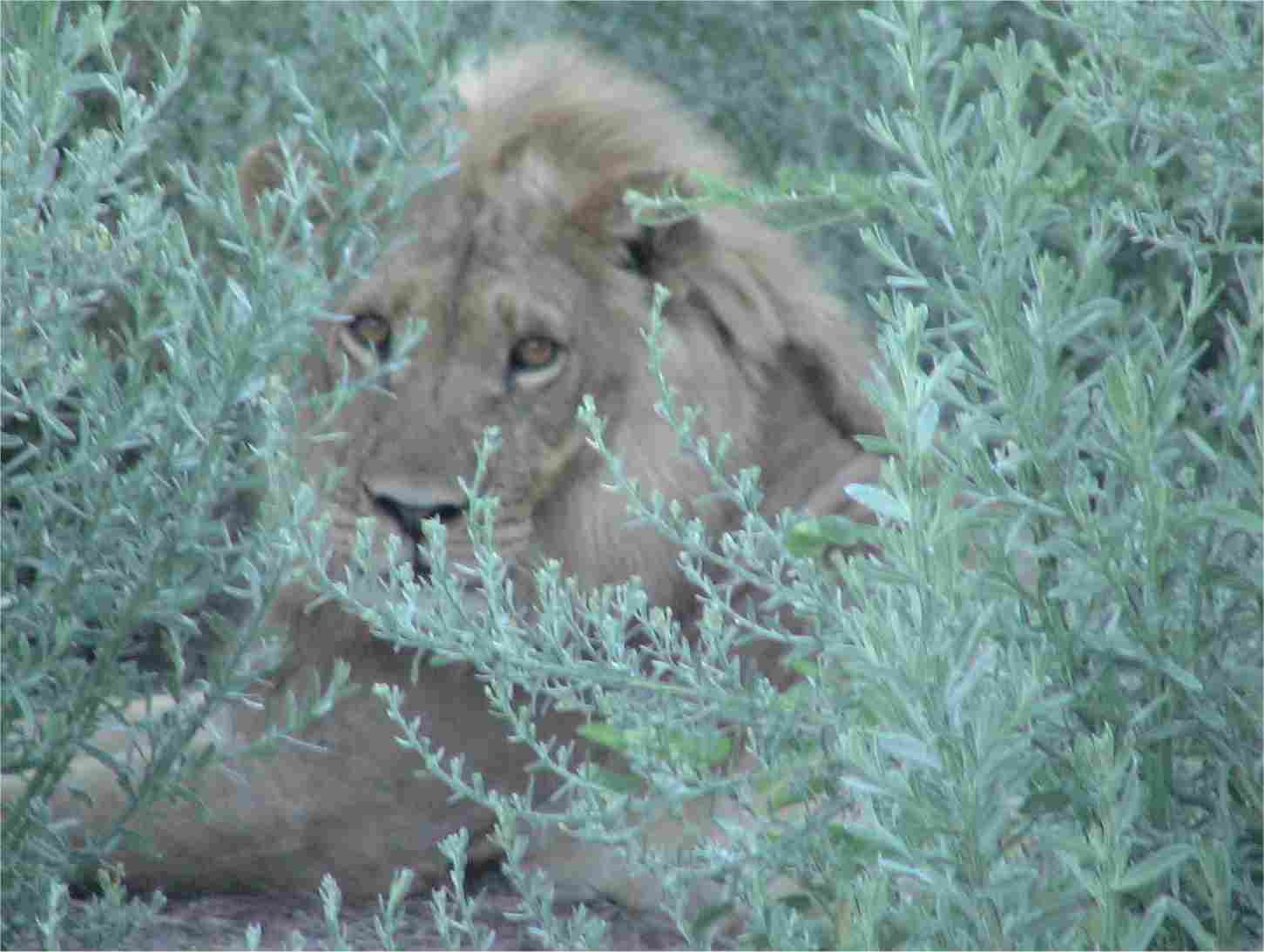 One of two lions hides in the bush, but gets up and moves when we approach. Photo by FG.