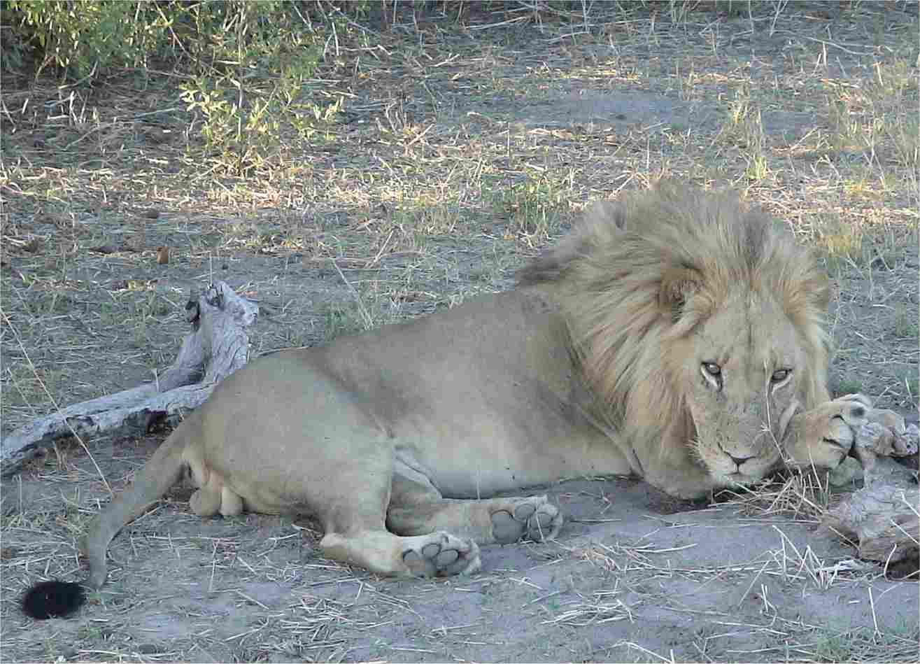 The lion watched us intently for a couple of minutes, then flopped his head down and took a nap! Photo by FG.