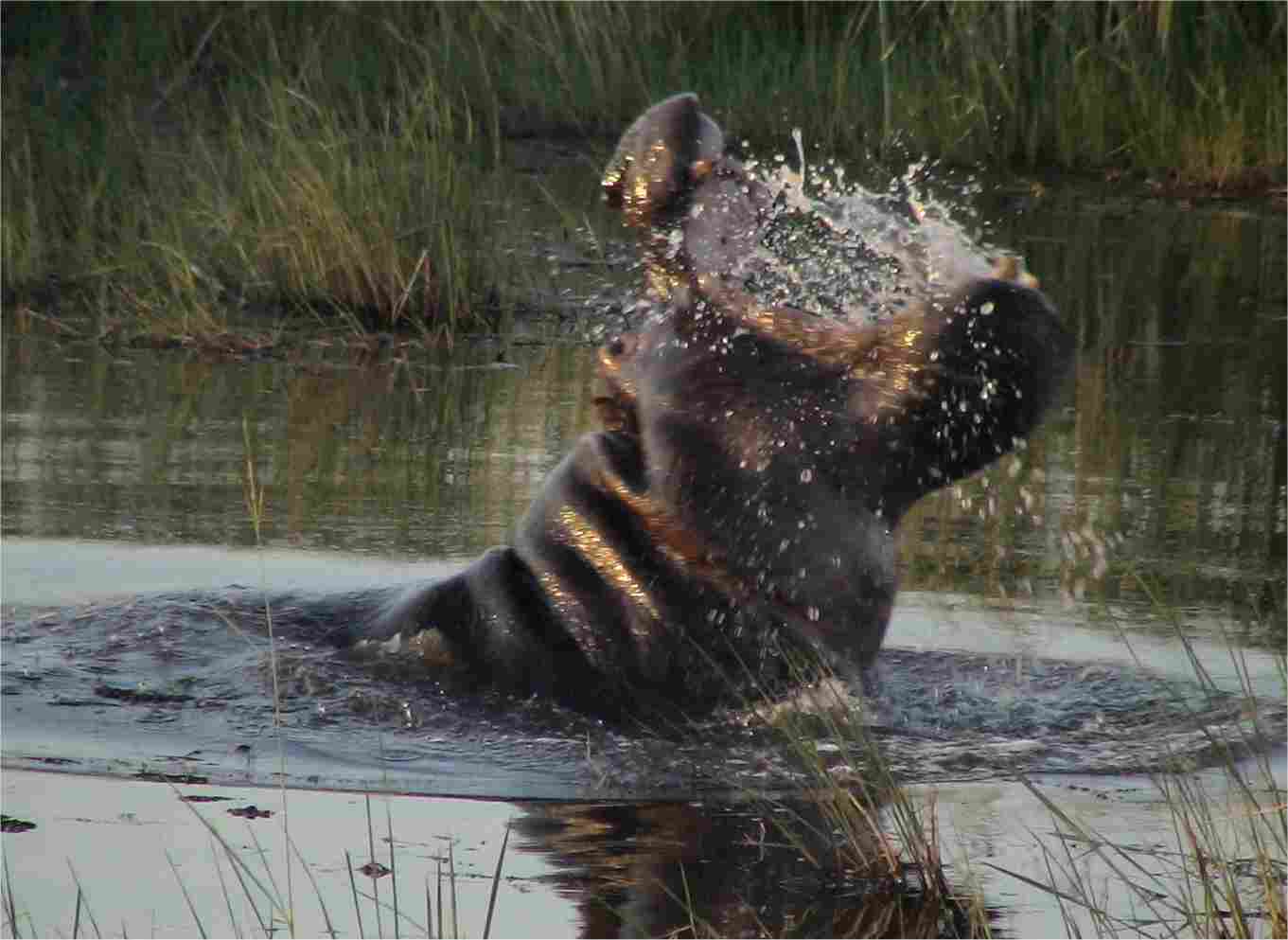 I got several pictures of this hippo raising itself up the the water and displaying its huge mouth. The animal was very active. Photo by FG.