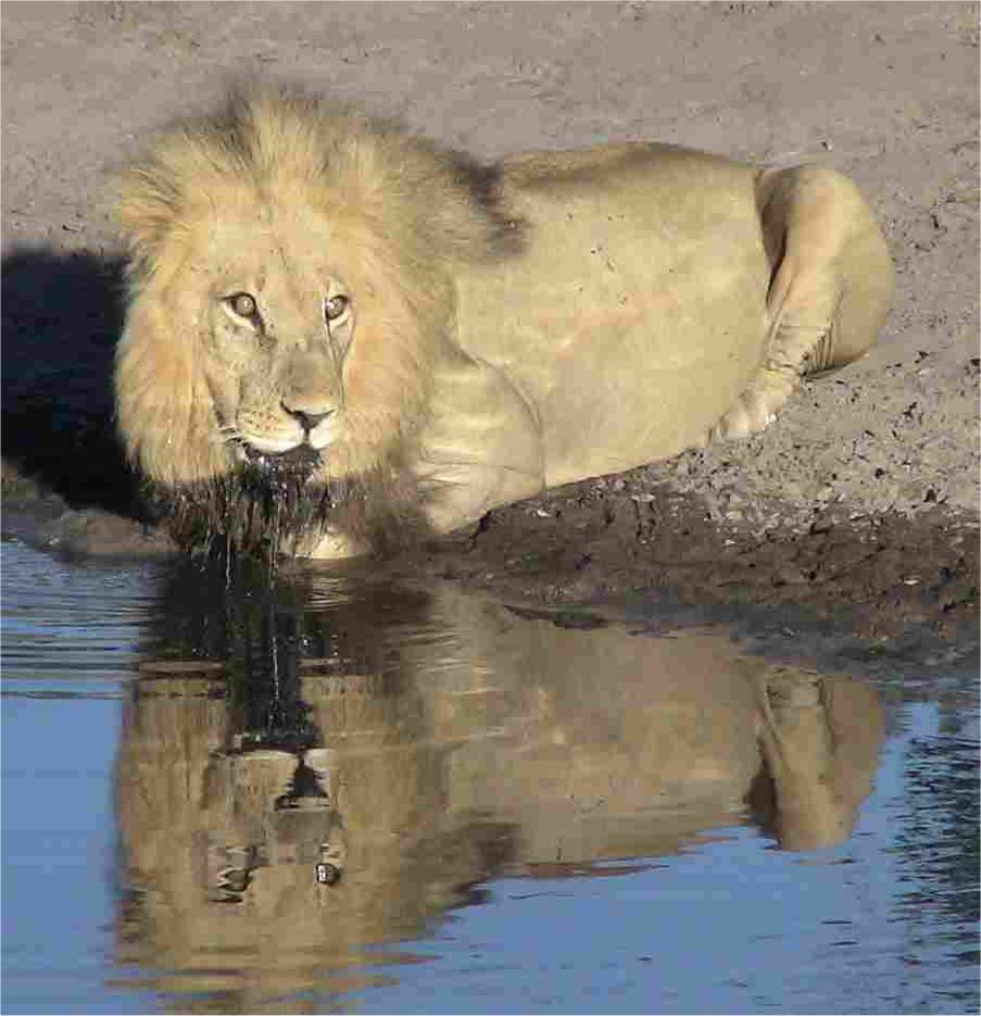 This lion drank from the pool of water for quite some while.  Lapping up water a tongue-ful at a time, like other cats, it's an inefficient way to drink.  Photo by FG.