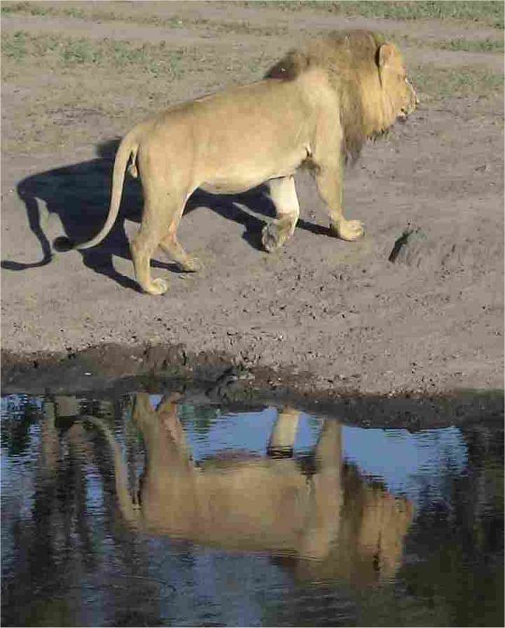 When he had his fill, he slowly got up and wandered away. Photo by FG.