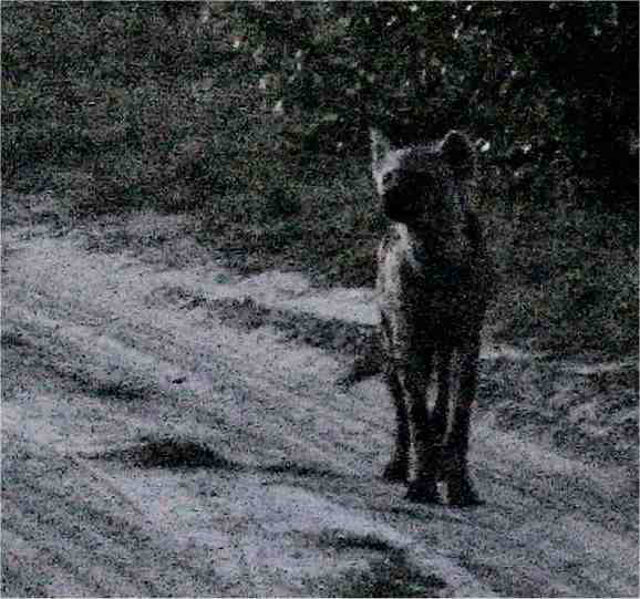Mr. Hyena stares at me, and through the lens of my camera I stare back. Photo by FG.