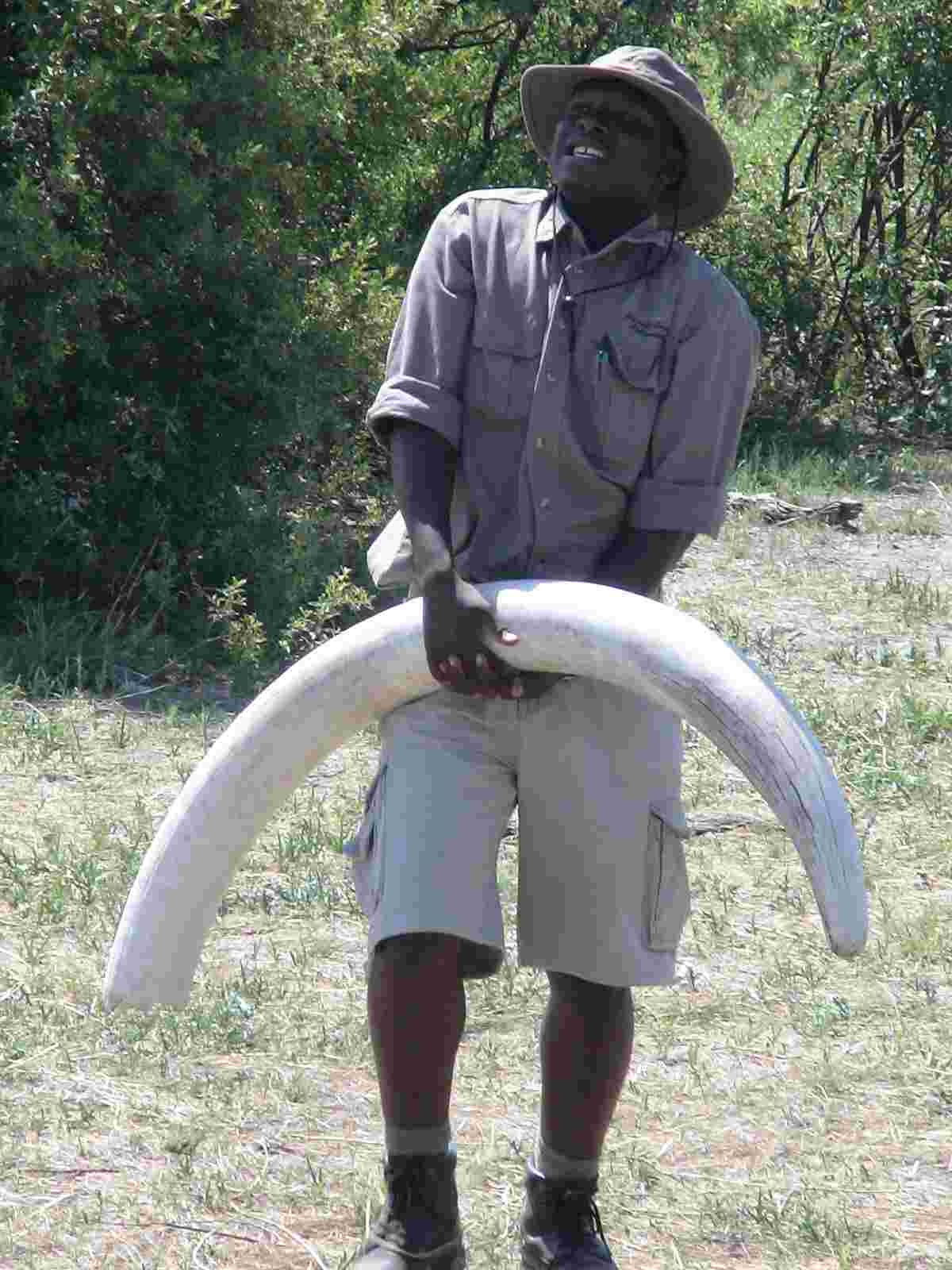 Our guide, Ronald, shows us one of the tusks from an elephant that probably died from old age. Photo by FG.