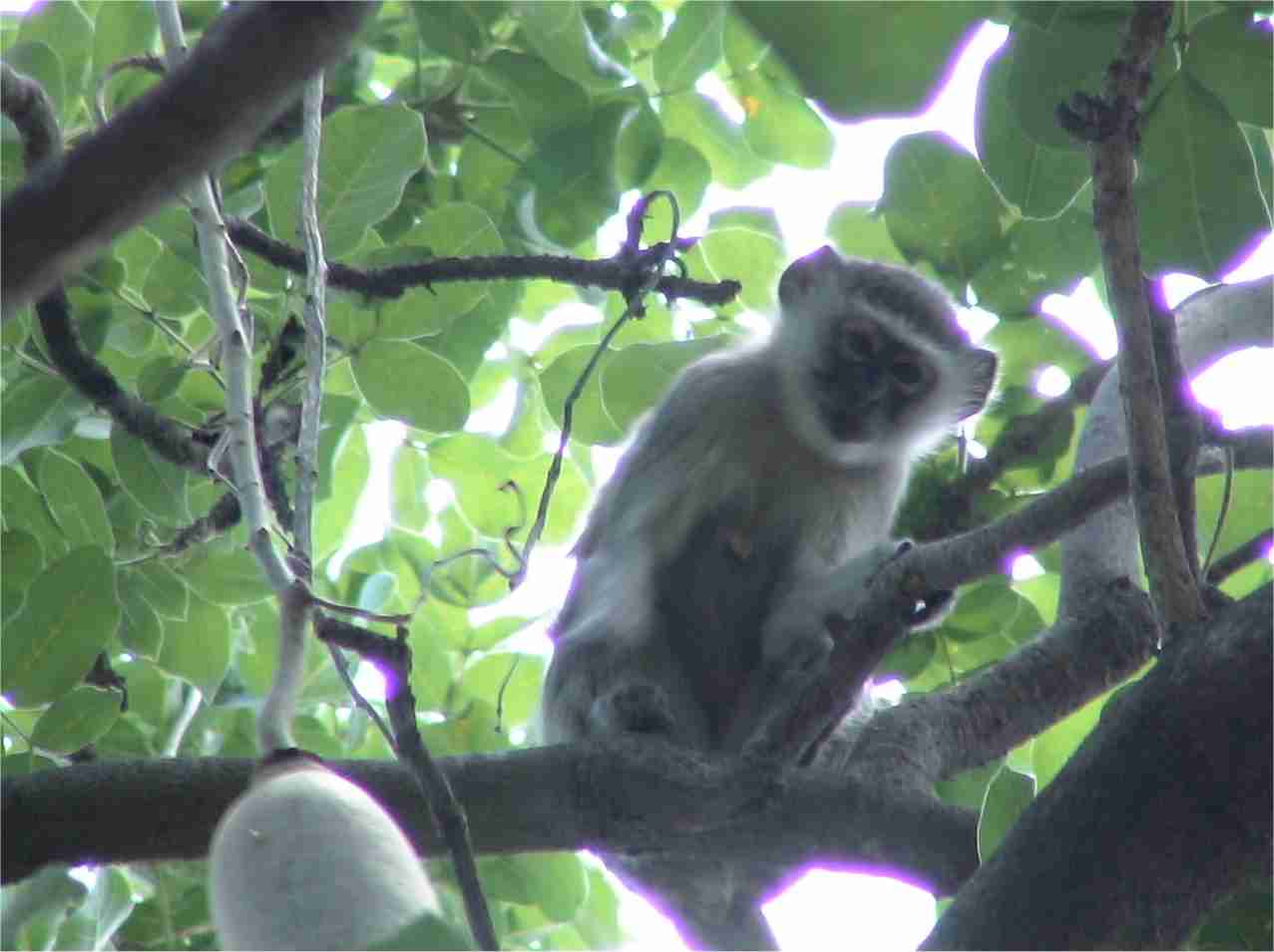 A monkey stares at me from his perch up in a tree.  Photo by FG.