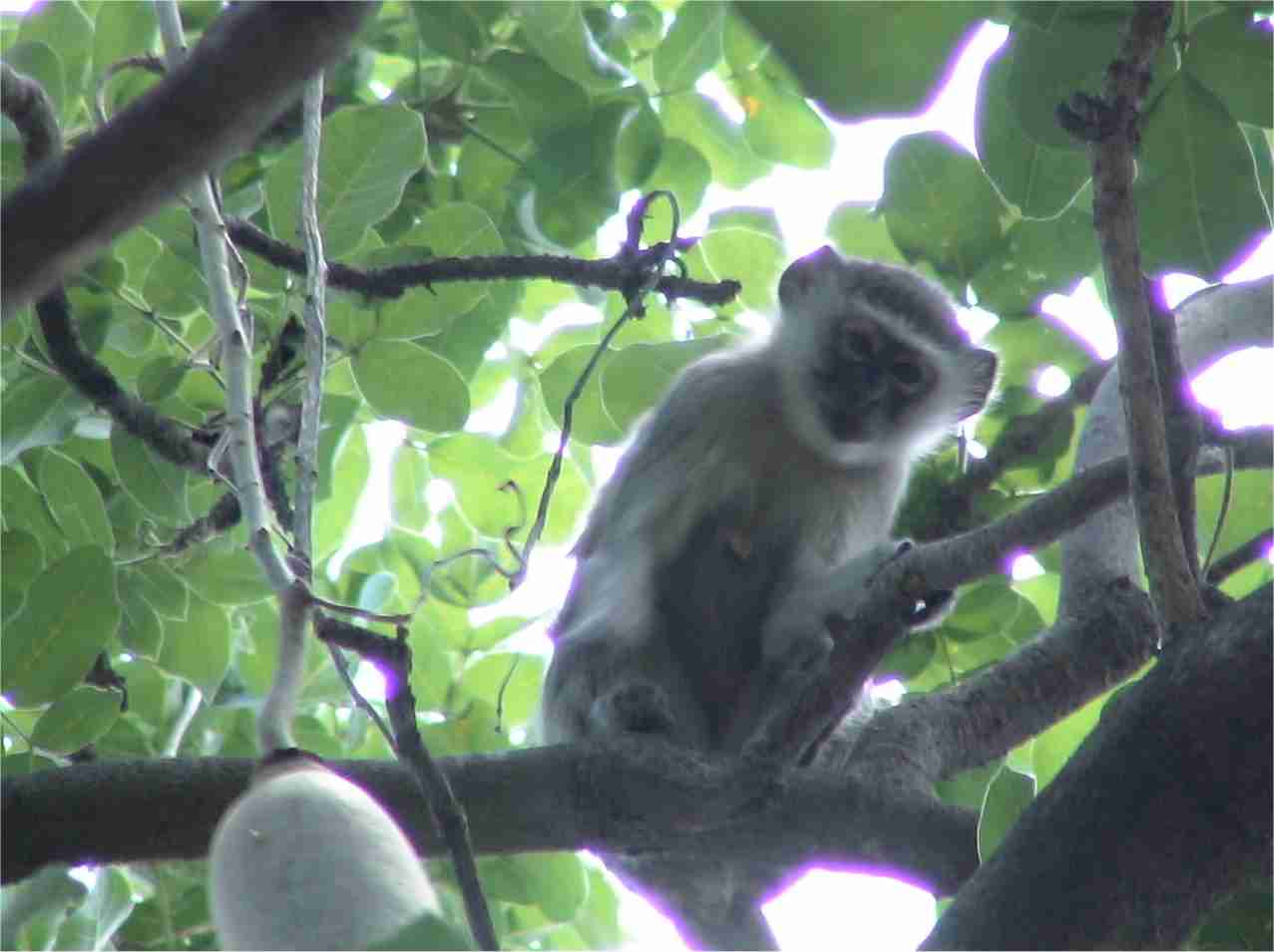 A monkey stares at me from his perch up in a tree. Photo by FG.