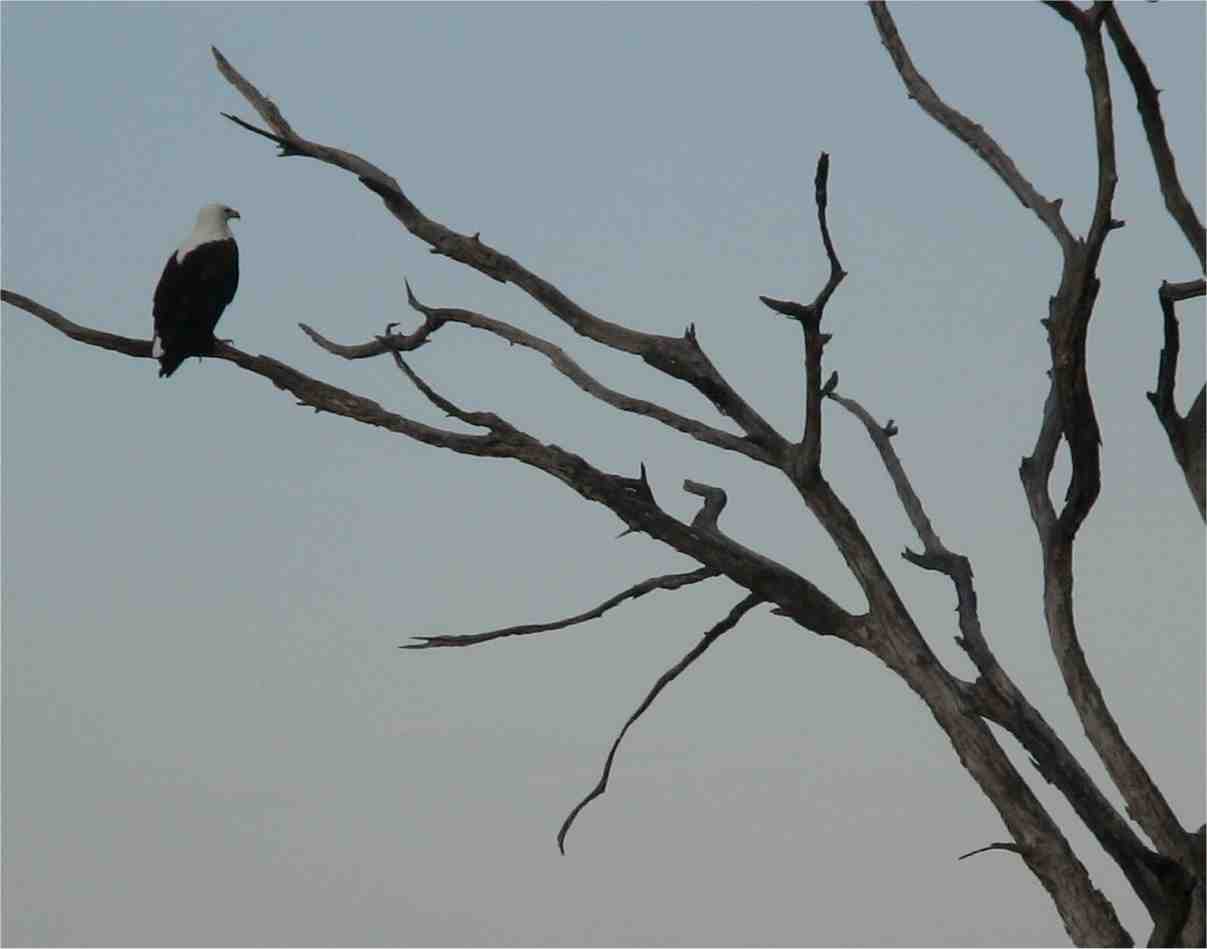 I don't know if this is a fish eagle or something else.  Photo by FG.