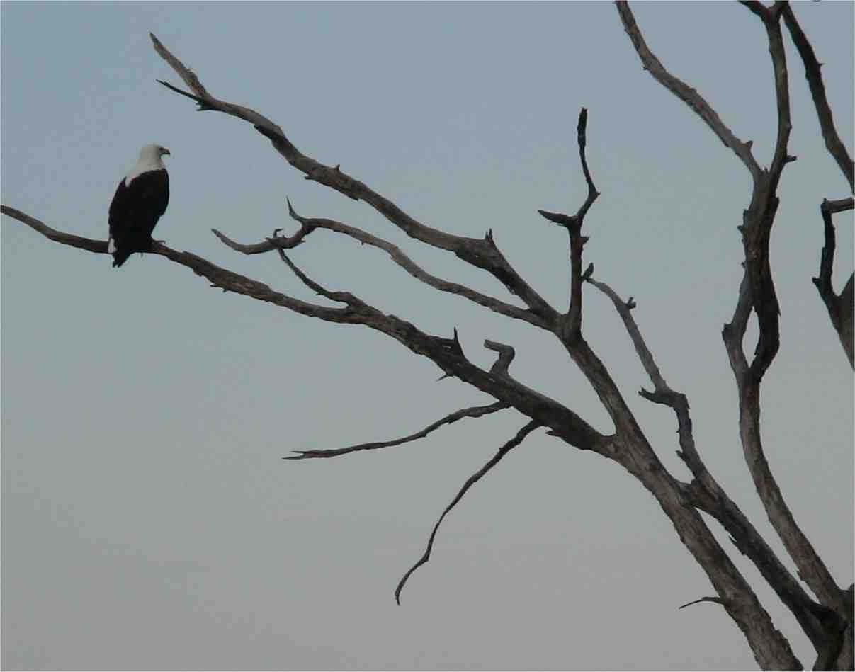 I don't know if this is a fish eagle or something else. Photo by FG.