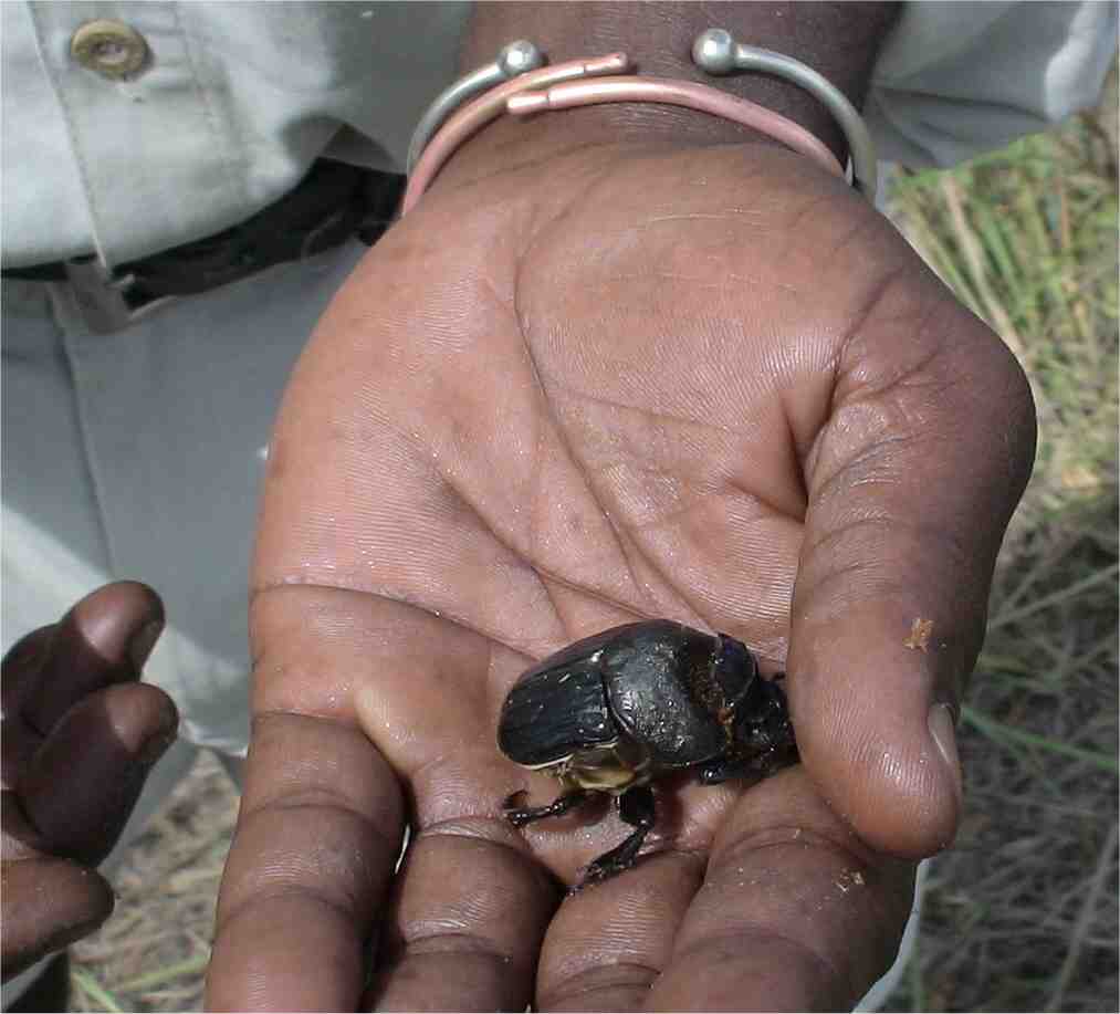 A dung beetle. Photo by FG.