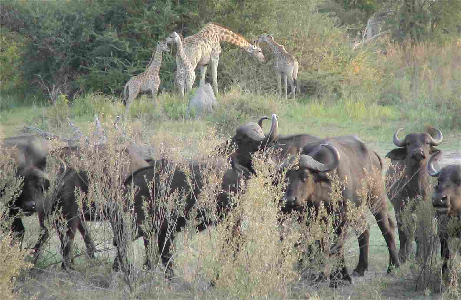 Giraffe and buffalo encounter. Photo by FG.