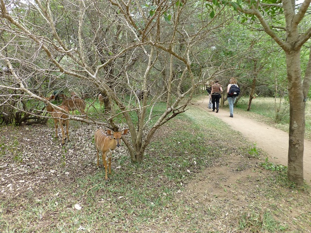 As we are lead to our tents, we notice animals are not reluctant to wander about the camp grounds. Photo by FG.