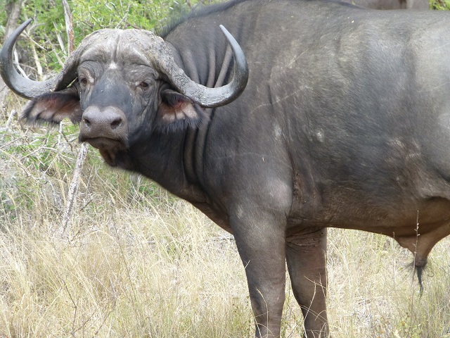 Some of the animals looked up at us as we drove into the herd, but most paid no heed to our vehicle in their midst. Photo by FG.