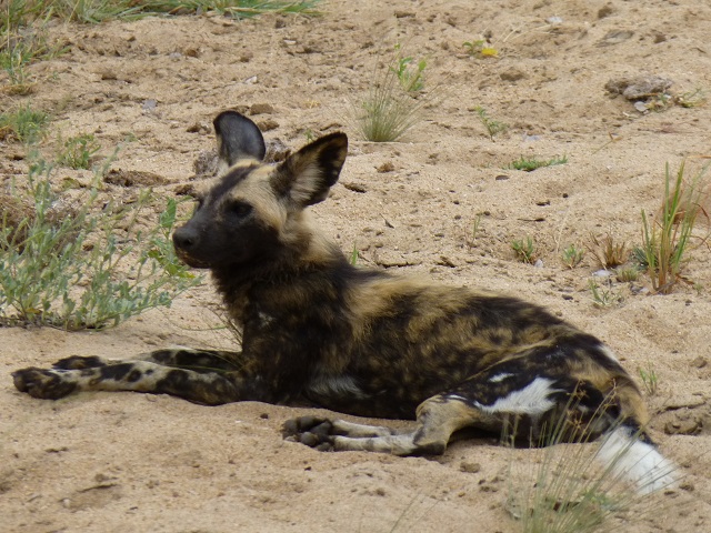 Estimates are that only 2,000 to 5,000 wild dogs remain in the wild (Defenders.org). Photo by FG.