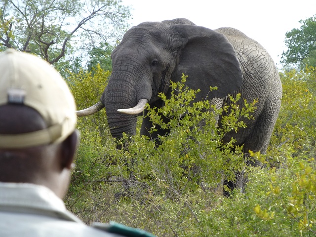 Shortly afater this picture was taken, the elephant decided to take our his aggression on a big tree. He didn't topple it, but gave it a good jostling. Photo by FG.