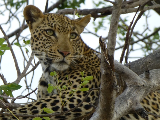 The leopard is smaller than I expected. While lions weigh up to 500 pounds, leopards weigh less than 140 pounds. Photo by FG.