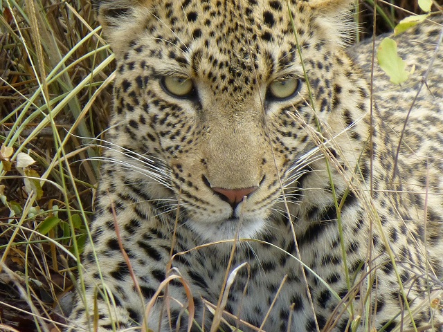 The leopard is strong enough to hoist its kill up in a tree for safe keeping. We saw several instances of this. Photo by FG.