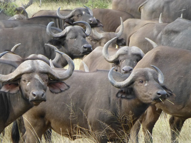 The cape buffalo is considered by many to be the most dangerous of the Big Five.  Large herds of buffalo are generally relaxed, while a single buffalo can be extremely unpredictable, and charge at any sign of danger (Southafrican-wildlife.blogspot.com).   Photo by FG.