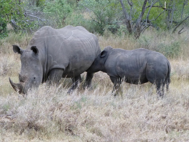 Here a baby rhino nurses from its mother. Photo by FG.