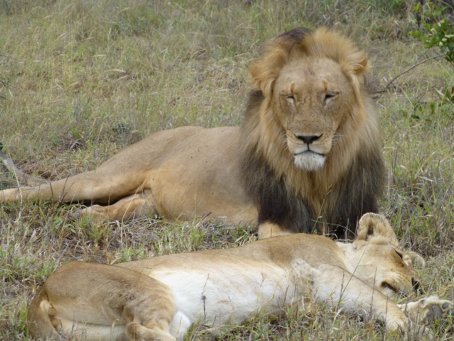 The lions rest between their mating moments. Photo by FG.