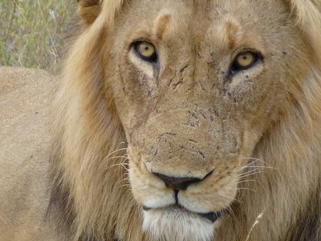 The average gestation period for lions is about 110 days, less than four months. A litter is usually one to four cubs. Photo by FG.