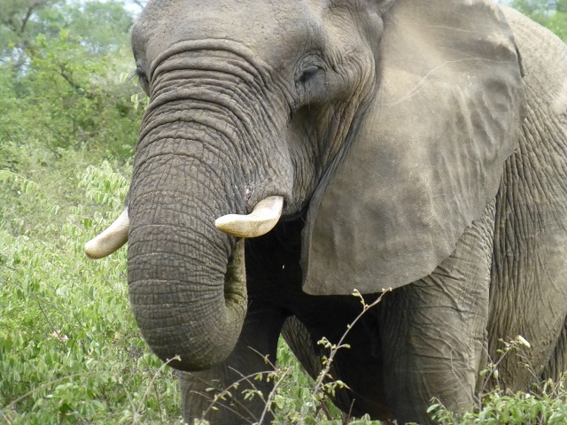 The elephant's gestation period is 22 months, the longest of any land animal (Answers.com).  Photo by FG.