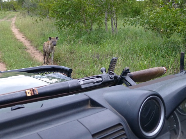 This hyena appears to be on a mission. It has probably caught the scent of a kill and is trying to find it. Photo by FG.