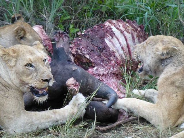 The carcass is mostly consumed when we find the lions.  But several of the cats gnaw on the bones and lick at the remains.  Some of the cubs occasionally joined in the activity.  Photo by FG.