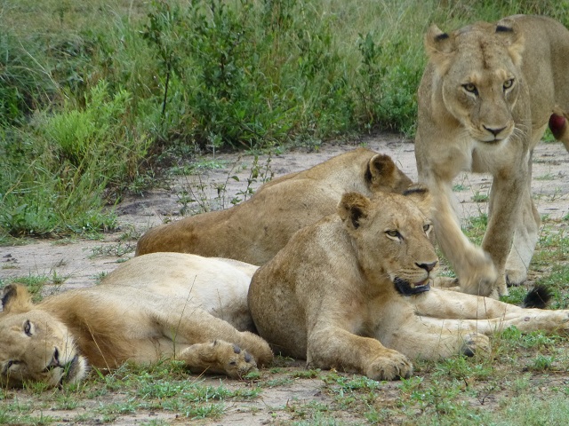 A lion can consume up to 75 pounds of food at one sitting. Therefore, after eating there's usually a lot of lion lying going on. The King of Beasts can get by with eating once every three or four days (Answers.com). Photo by FG.