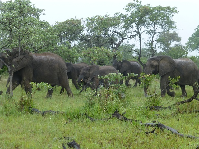 African elephants eat around 4-6% of their bodyweight per day. For a large bull, that's as much as 650 pounds. Only 44% of the food is assimilated. A bull can drink up to 22 gallons of water at a time, and 50 gallons per day. (Sanparks.org.) Photo by FG.
