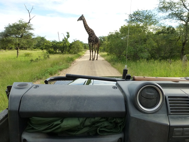 This giraffe remained in the road even as our vehicle got quite close.  Photo by FG.