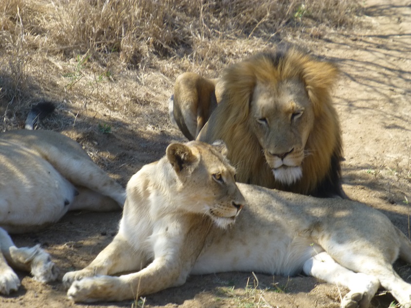 Lions. Photo by FG.