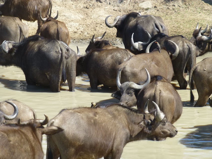 Cape buffalo. Photo by FG.