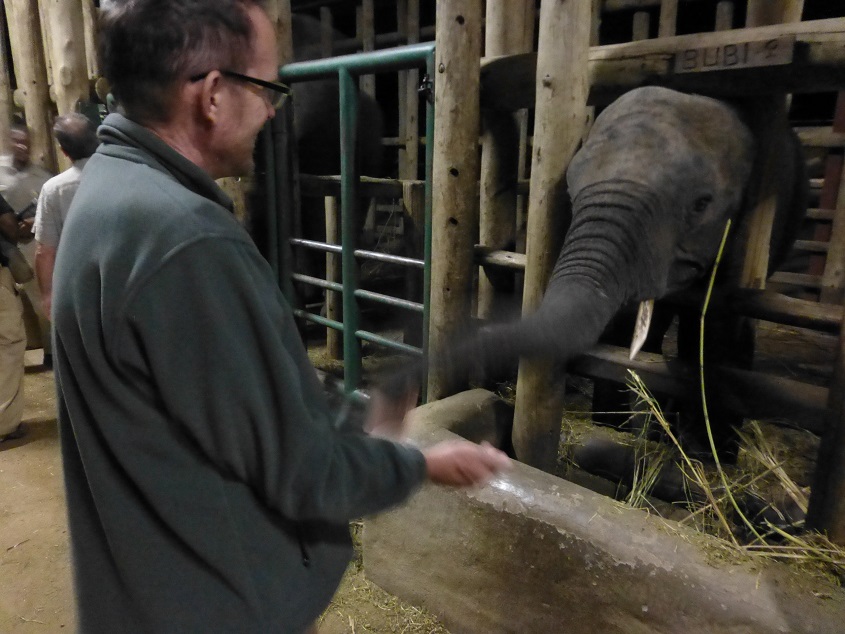 Bob and an elephant. Photo by FG.