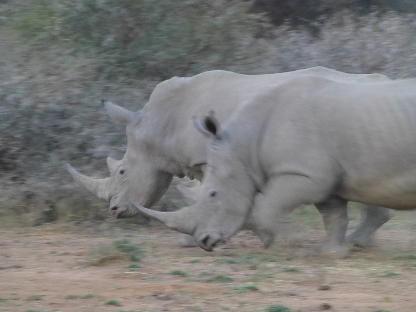 Rhino. Photo by FG.