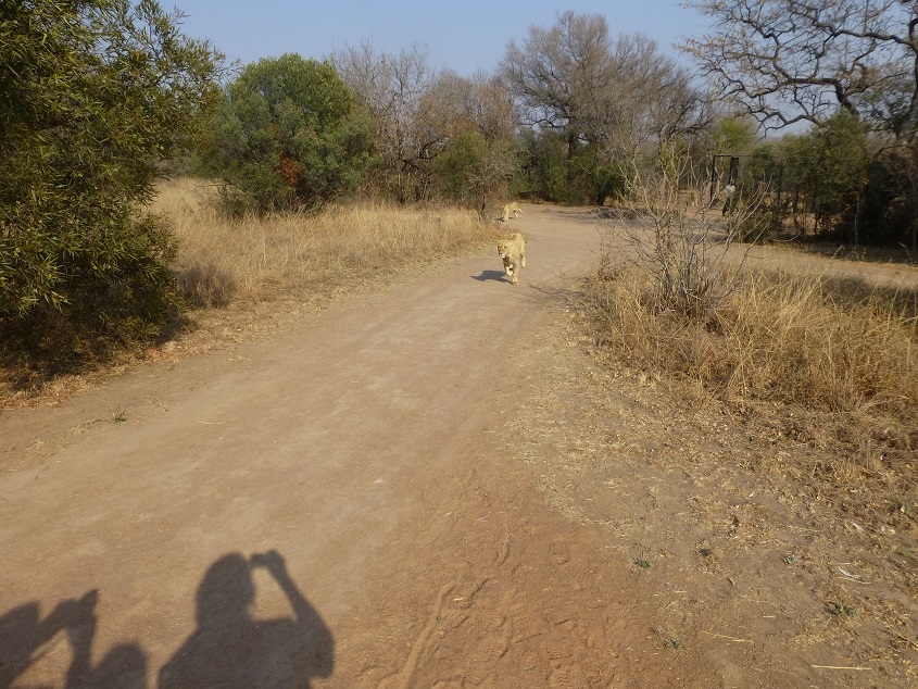 The lions race to greet us. Photo by FG.