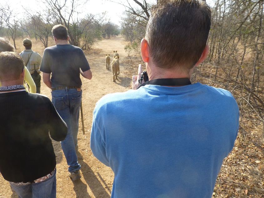 Walking with lions. Photo by FG.