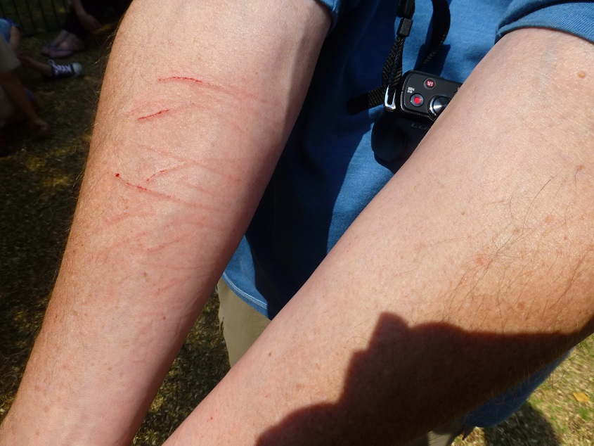 Bob's arms. Photo by FG.