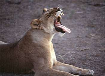 Lion yawning