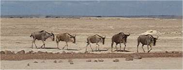 Wildebeests.  Photo by FG, 1982.